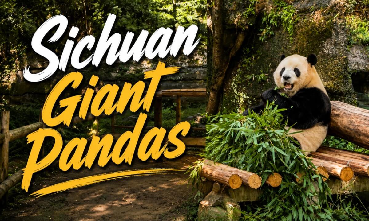 Giant Pandas at Chongqing Zoo