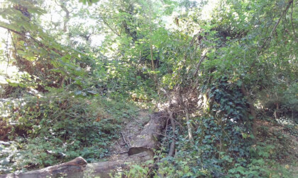 The Grove Woods Felixstowe - just watching, listening