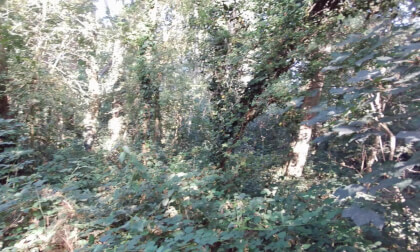 The Grove Woods Felixstowe - bird song