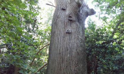 The Grove Woods Felixstowe - The Fairy Tree