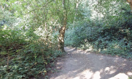 Walking through the Grove Woods Felixstowe
