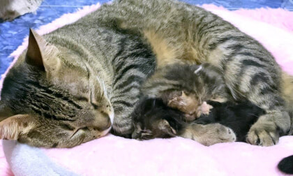 New baby kitten and older cat got very close while I were out of sight! | 先住猫と赤ちゃん子猫が目を離した隙に大接近！そのあと緊急事態に…