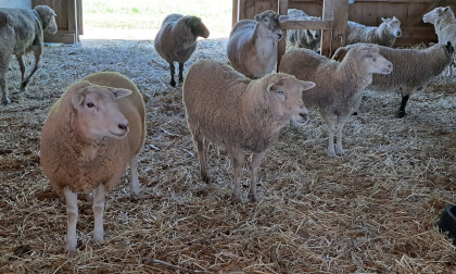 The Animals of Poplar Spring Animal Sanctuary at Open House 2023 3D 180 VR VR Video The Animals of Poplar Spring Animal Sanctuary at Open House 2023 3D 180 VR VR