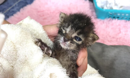 Taking rescued kitten to veterinary hospital... why not gained weight | 子猫を動物病院に連れていった結果…体重が増えない原因が判明しました