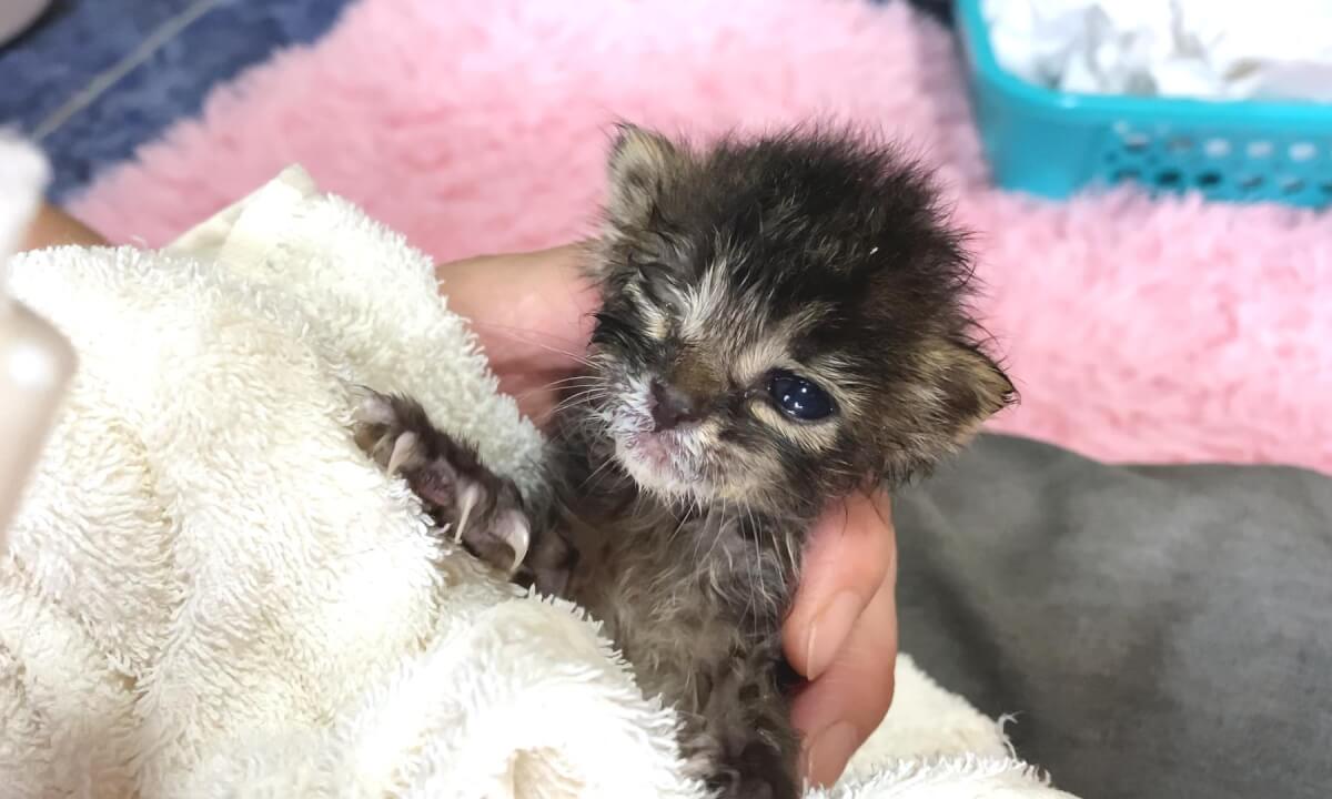Taking rescued kitten to veterinary hospital... why not gained weight | 子猫を動物病院に連れていった結果…体重が増えない原因が判明しました