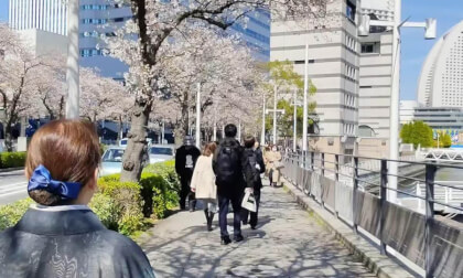 Cherry-blossom 2026, Yokohama, Japan