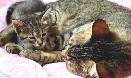Moved to tears at love at older cat has for new kitten... | 先住猫の新入り子猫への愛に涙が止まらない…
