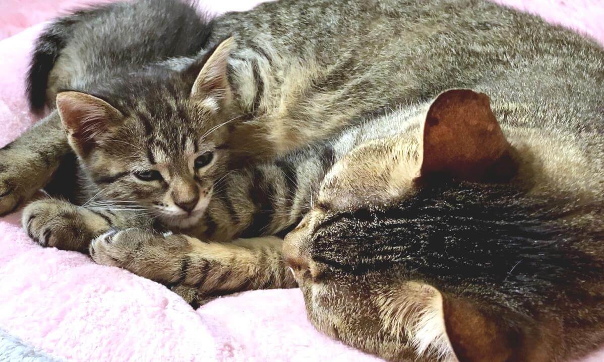 Moved to tears at love at older cat has for new kitten... | 先住猫の新入り子猫への愛に涙が止まらない…