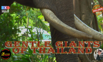 The Gentle Giants of Thailand The Gentle Giants of Thailand