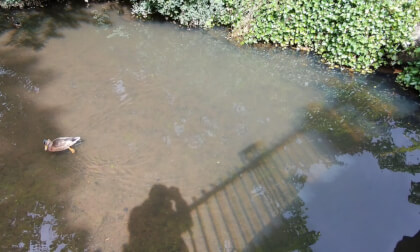 Buxton Park - Clip of duck swimming, maybe fish