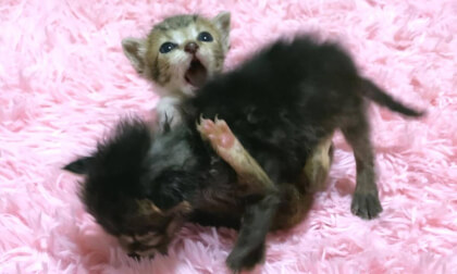 Baby kittens fighting between siblings was too cute | 赤ちゃん子猫のケンカがかわいすぎた…笑