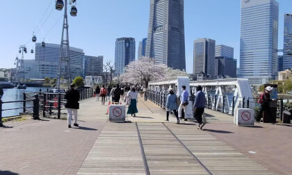 Cherry-blossom 2026, Yokohama, Japan
