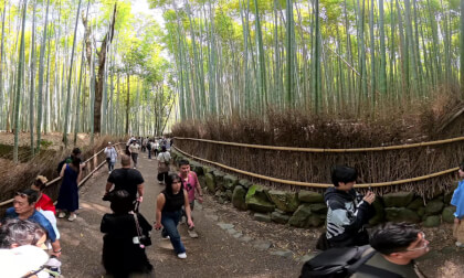 Arashiyama Bamboo Groove VR 360 8k