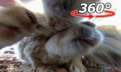 VR 360° | Surrounded by rabbits, and being crushed by them!