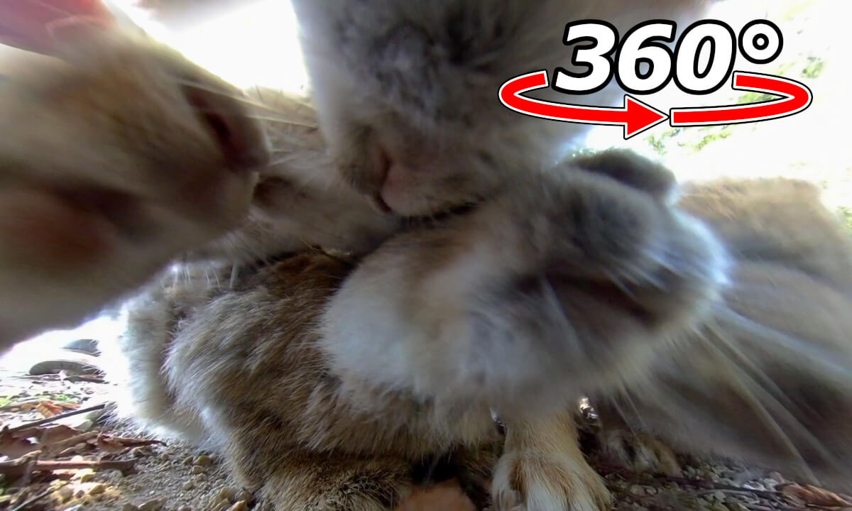 VR 360° | Surrounded by rabbits, and being crushed by them!