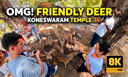 🦌 Meet Friendly Deer at Koneswaram Temple | Deer Feeding Experience In Sri Lanka | 360° VR