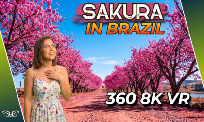 [360° 8K VR] Cherry Blossom Relaxation | Sakura Bloom in Brazil (Insta360 X5)