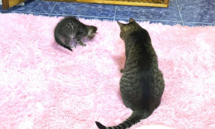 New kitten like much to older cat and watching during her toilet | 新入り子猫を見守る先住猫の母性愛に感動…