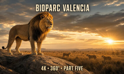 The Atmosphere of Bioparc Valencia — Virtual 4K 360° Walk | Part 5 of 6