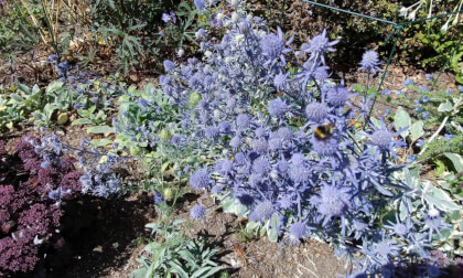 Bees and other pollenators in Sea Holly