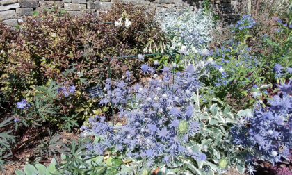 more Bees and other pollenators in Sea Holly