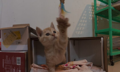 Cat Cat Cat 猫猫猫猫猫