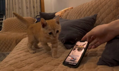 Kitten Kitten Meows 猫猫喵