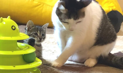 New kitten running amok in the older cat's room... | 先住猫におもいっきり心をひらく新入り子猫