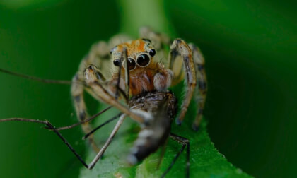 The Hidden Insect World under HDR