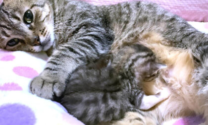 Baby kitten sucking hard on the older cat's unproduced milk was too cute... | 先住猫の出ない乳を懸命に吸ってる赤ちゃん子猫が可愛すぎた…