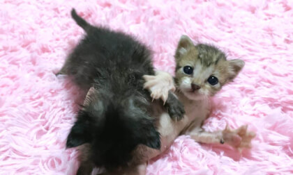 グルグル言いながらよちよち歩く赤ちゃん子猫に癒された…