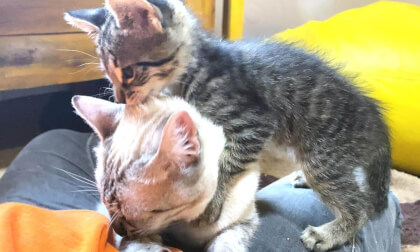 New kitty after seeing that older cat sucking her leg... | 新入り子猫の先住猫へのかまってアピールが激しすぎる…笑