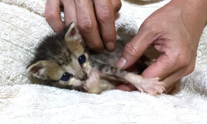 Baby kitten is not gaining much weight... | 歯が生えてきた子猫の甘噛みが想像以上に痛かった…笑