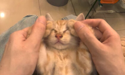 How To Shutdown A Kitten? 如何关机小猫？