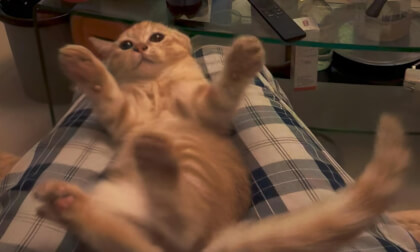 Cat 猫猫