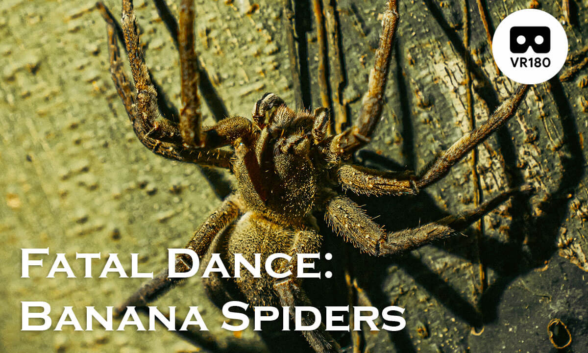 Fatal Dance: The Mating Rituals of Poisonous Banana Spiders