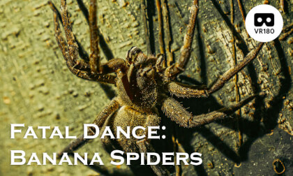 Fatal Dance: The Mating Rituals of Poisonous Banana Spiders Fatal Dance: The Mating Rituals of Poisonous Banana Spiders