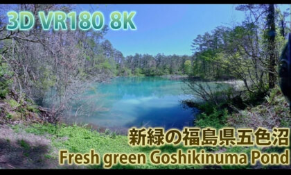 VR180 8k 新緑の福島県五色沼（Fresh green Goshikinuma Pond group in Fukushima）