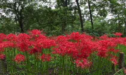 VR180 8k 巾着田の曼殊沙華（Red Spider Lilies at Kinchakuda in Saitama）