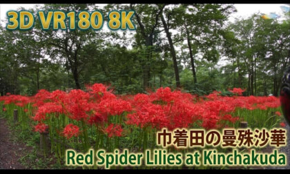 VR180 8k 巾着田の曼殊沙華（Red Spider Lilies at Kinchakuda in Saitama）