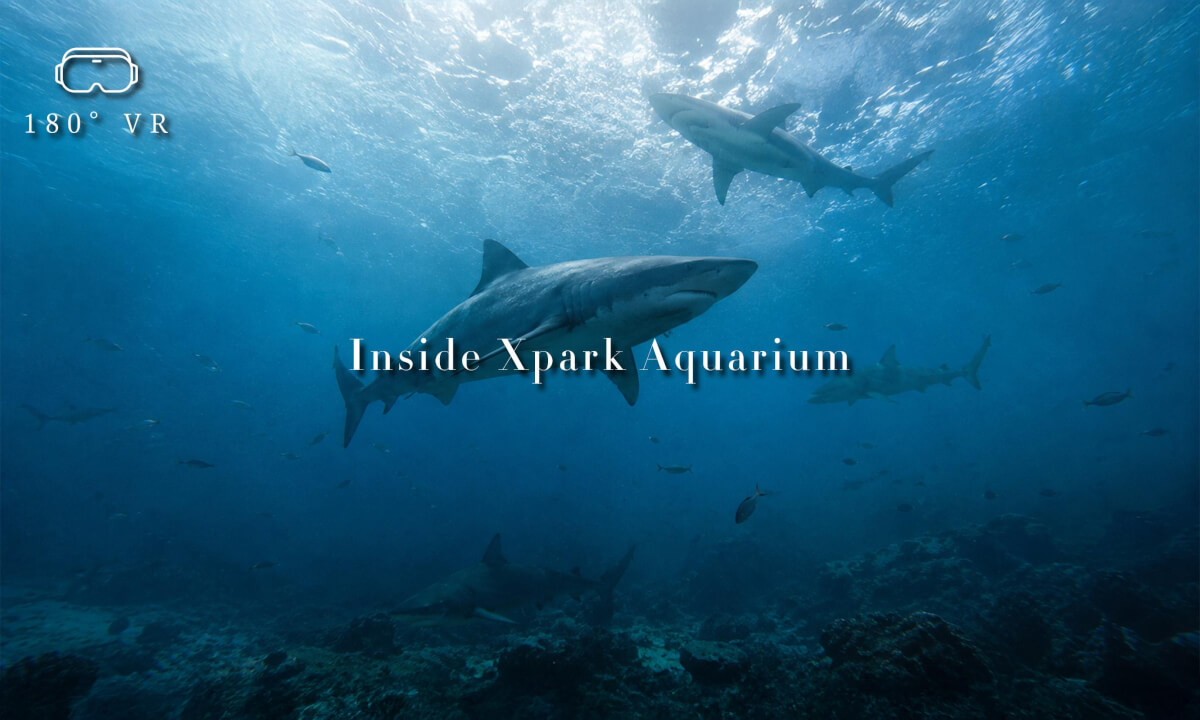 Inside Xpark Aquarium in VR180 — Taiwan's Immersive Aquarium 【VR180 水族館】