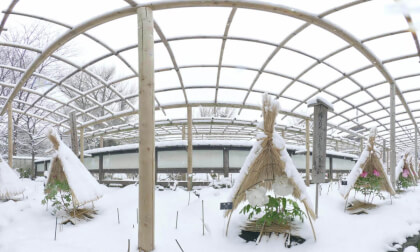 VR180 8k 雪の上野冬ぼたん園（Winter Ueno Toshogu Peony Garden）