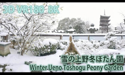 VR180 8k 雪の上野冬ぼたん園（Winter Ueno Toshogu Peony Garden）