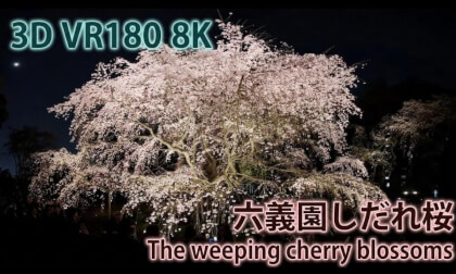 VR180 8k 六義園しだれ桜（The weeping cherry blossoms at Rikugien Garden）