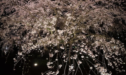 VR180 8k 六義園しだれ桜（The weeping cherry blossoms at Rikugien Garden）