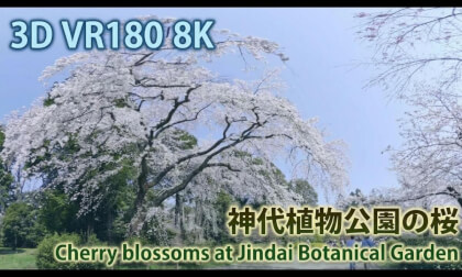 VR180 8k 神代植物公園の桜（Cherry blossoms at Jindai Botanical Garden in Tokyo）