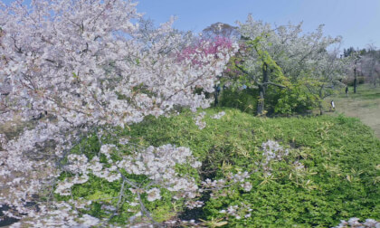 VR180 8k 神代植物公園の桜（Cherry blossoms at Jindai Botanical Garden in Tokyo）