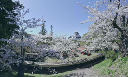 VR180 8k 福島県鶴ヶ城と桜（Tsuruga Castle and Cherry Blossoms in Aizuwakamatsu）