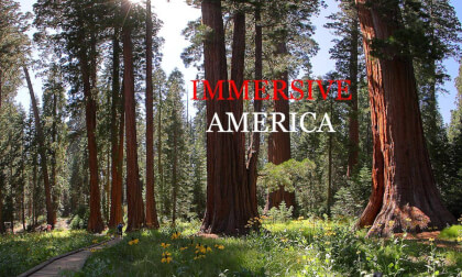 Sequoia National Park: The Largest Tree on Earth (8K 3D VR180 Video)