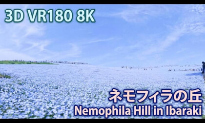 VR180 8k ネモフィラの丘（Nemophila Hill in Ibaraki）
